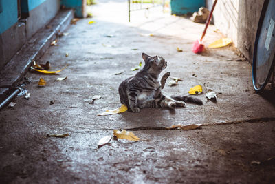 Cat on a walk way