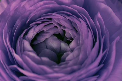 Lilac ranunculus petals