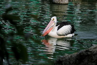 Duck swimming in lake