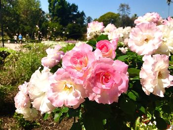 Close-up of pink roses blooming outdoors