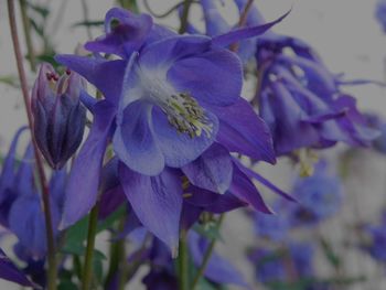 Close-up of purple flowers blooming outdoors