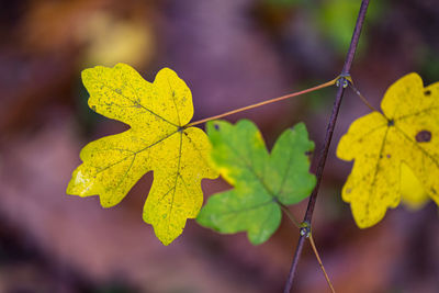 Close-up of yellow maple leaves