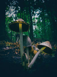 Close-up of mushroom growing on field