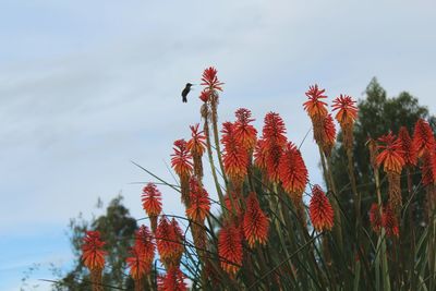 Low angle view of red flowers on tree against sky