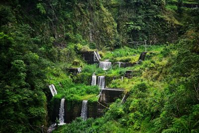 Scenic view of waterfall in forest