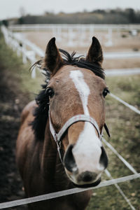 Close-up of horse in ranch