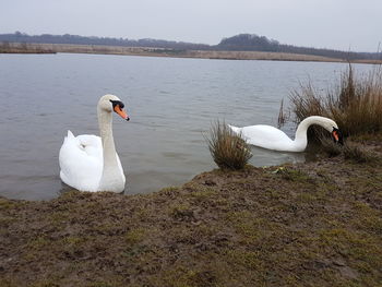 Swans swimming on lakeshore