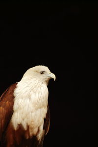 White eagle head on black background isolated