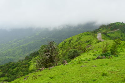 environment