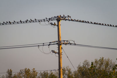 Low angle view of bird perching on electricity pylon against sky