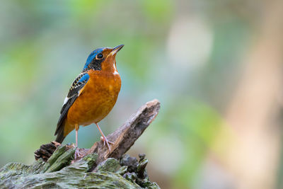 Close-up of bird perching on wood