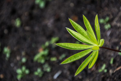 High angle view of plant