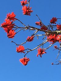 Low angle view of red flowers against blue sky