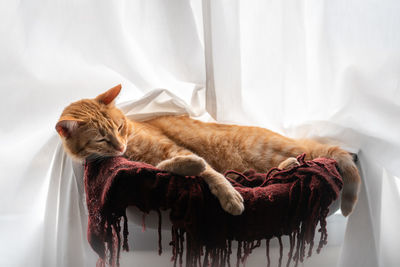 Cat sleeping in a dog