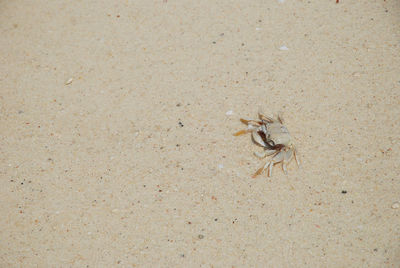 Close-up of crab on sand