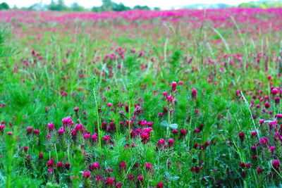 Pink flowering plants on field