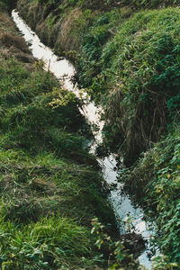 High angle view of trees growing in forest