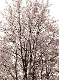 Low angle view of tree against sky