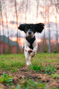 Portrait of dog running on field