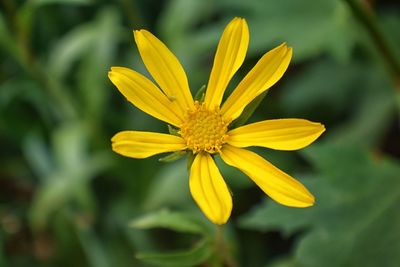 Close-up of yellow flower