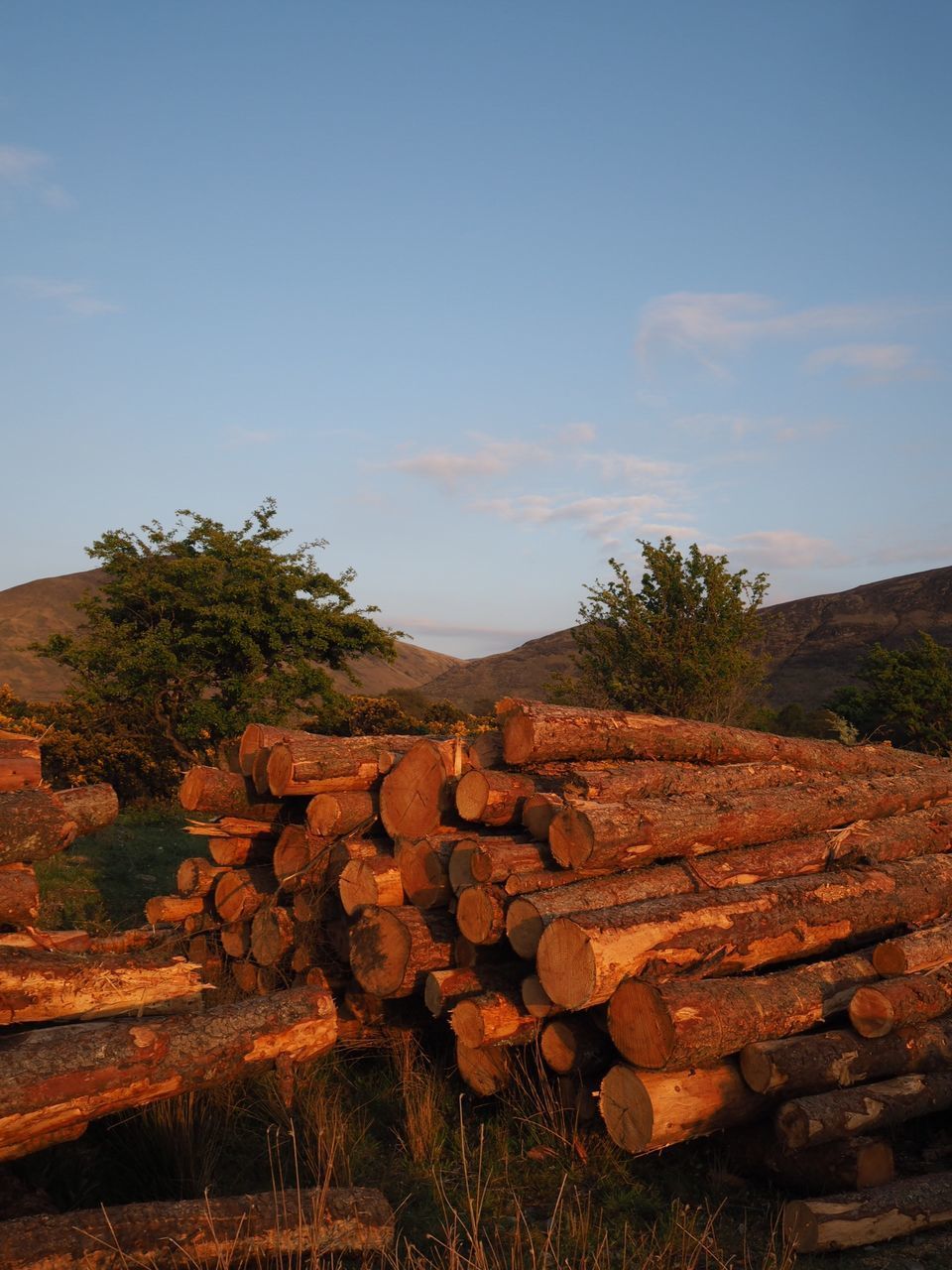 STACK OF LOGS ON FIELD IN FOREST