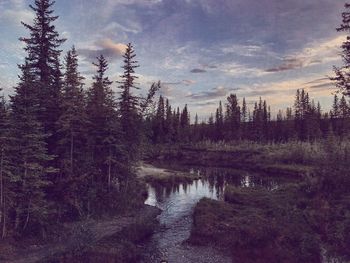 Pine trees by lake in forest against sky