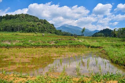 Scenic view of field against sky