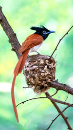 Close-up of bird perching on tree