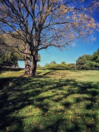 Bare tree on field against clear sky