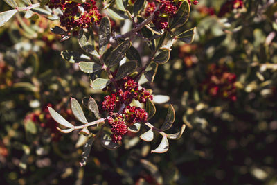 Close-up of red berries on plant