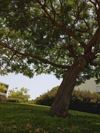 Trees on grassy field