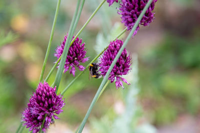 Close-up of insect on purple flowering plant