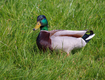 Side view of mallard duck on field
