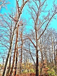 Low angle view of bare trees against clear blue sky