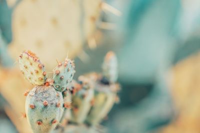 Close-up of prickly pear cactus