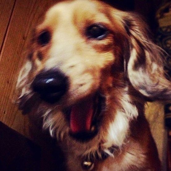 animal themes, one animal, dog, domestic animals, mammal, pets, animal head, close-up, animal body part, indoors, portrait, looking at camera, snout, no people, animal nose, zoology, loyalty, focus on foreground, vertebrate, animal hair