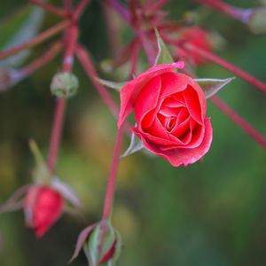 Close-up of red flowers blooming outdoors