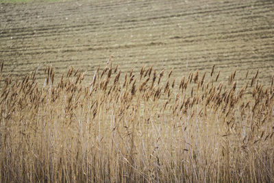 High angle view of stalks in field