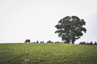 Horses on field against clear sky