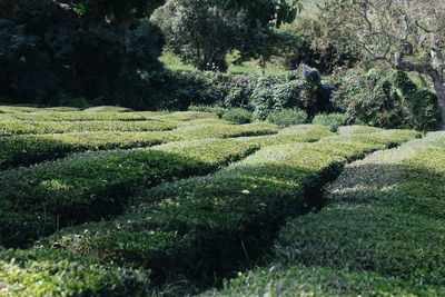 Green grass in garden