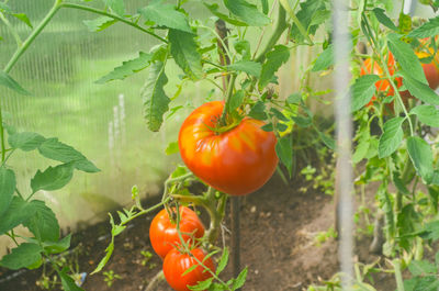 Close-up of orange fruit growing on plant