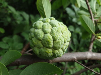 Close-up of fruit growing on plant