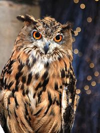 Close-up portrait of owl