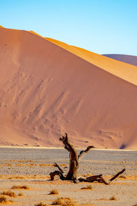 Driftwood on sand dune in desert against clear sky