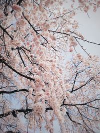 Low angle view of flower tree against sky