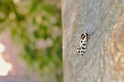 Close-up of butterfly on tree trunk