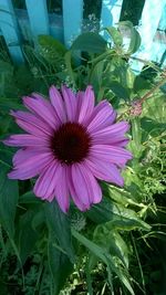 Close-up of pink flower