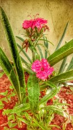 Close-up of pink flowers