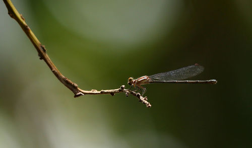 Close-up of damselfly on leaf