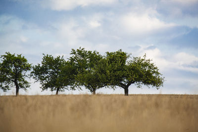 Trees on field against sky